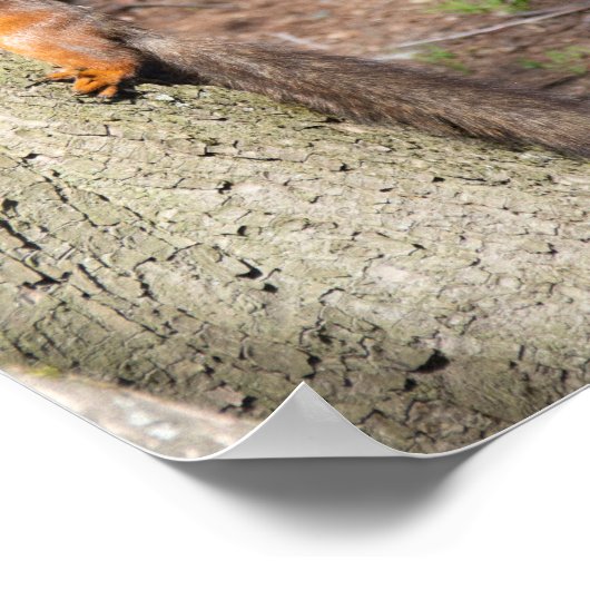 Cute red squirrel op een boom poster (Hoek)