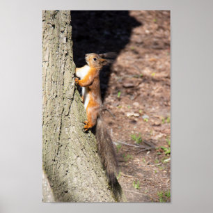 Cute red squirrel op een boom poster