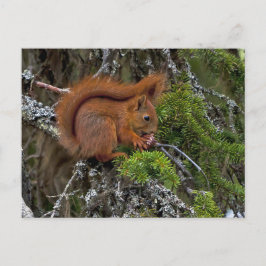 Cute Red Squirrel Pine Foto Briefkaart