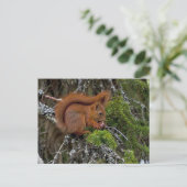 Cute Red Squirrel Pine Foto Briefkaart (Staand voorkant)
