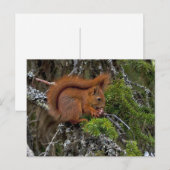 Cute Red Squirrel Pine Foto Briefkaart (Voorkant / Achterkant)