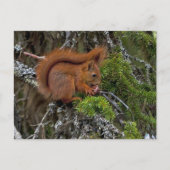 Cute Red Squirrel Pine Foto Briefkaart (Voorkant)