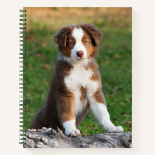 Cute Red Tri Australian Shepherd Dog Puppy Photo - Notitieboek
