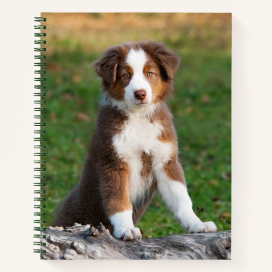Cute Red Tri Australian Shepherd Dog Puppy Photo - Notitieboek (Voorkant)