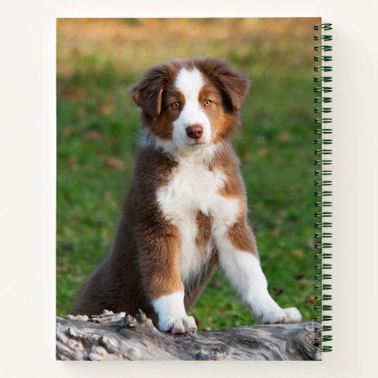Cute Red Tri Australian Shepherd Dog Puppy Photo - Notitieboek (Achterkant)