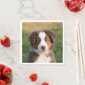 Cute Red Tri Australian Shepherd Dog Puppy Photo - Servet (Insitu)