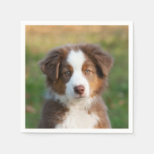Cute Red Tri Australian Shepherd Dog Puppy Photo - Servet (Voorkant)
