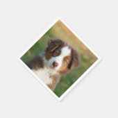 Cute Red Tri Australian Shepherd Dog Puppy Photo - Servet (Hoek)