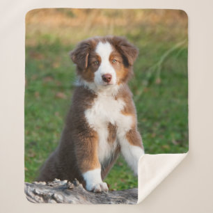 Cute Red Tri Australian Shepherd Dog Puppy Photo . Sherpa Deken