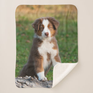Cute Red Tri Australian Shepherd Dog Puppy Photo Sherpa Deken