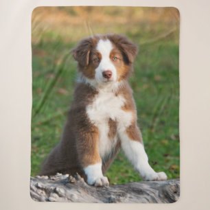 Cute Red Tri Australian Shepherd Dog Puppy Photo, Sherpa Deken