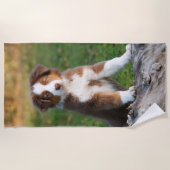 Cute Red Tri Australian Shepherd Dog Puppy Photo / Strandlaken (Voorkant)