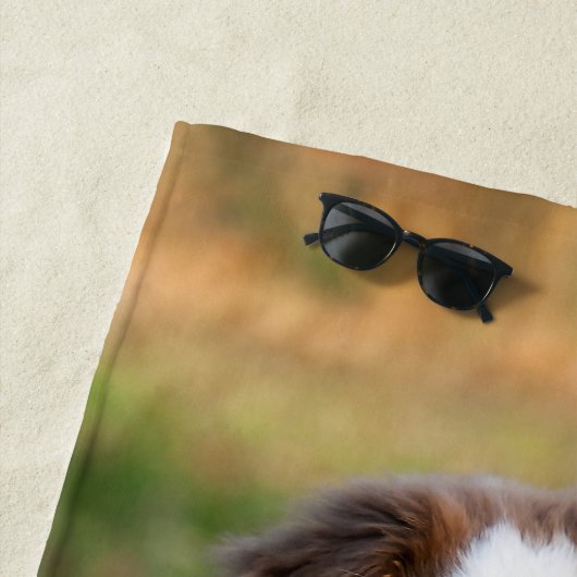 Cute Red Tri Australian Shepherd Dog Puppy Photo / Strandlaken (In situ)