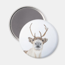 Cute Reindeer Natuur Foto