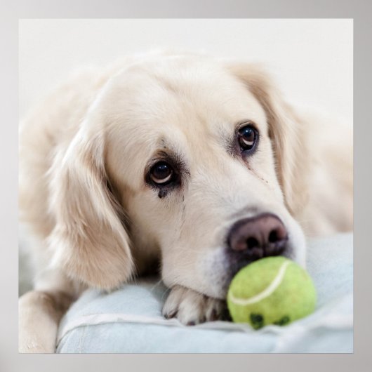 Cute Retriever Dog poster (Voorkant)