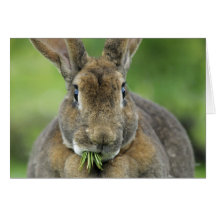 Cute Rex Bunny Rabbit Eating Fir Needles