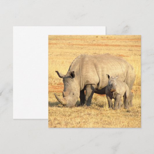 Cute rhinoceros in afrika (Voorkant / Achterkant)