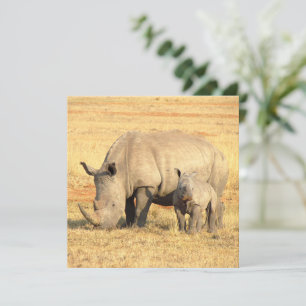 Cute rhinoceros in afrika