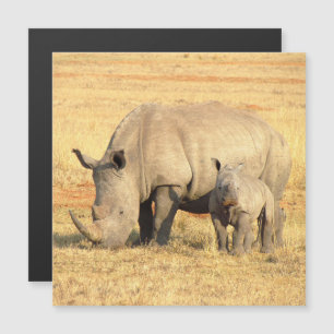 Cute rhinoceros in afrika