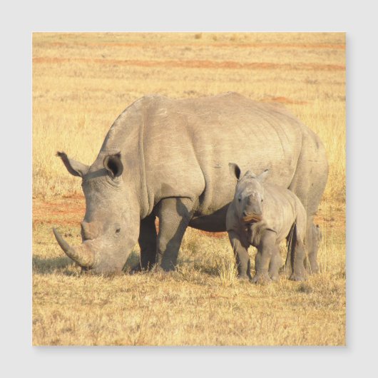 Cute rhinoceros in afrika (Voorkant)