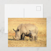 Cute rhinoceros in afrika briefkaart (Voorkant / Achterkant)