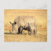 Cute rhinoceros in afrika briefkaart (Voorkant)