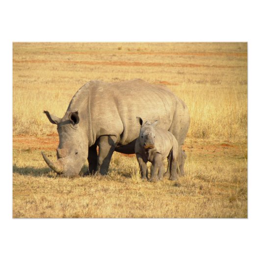 Cute rhinoceros in afrika perfect poster (Voorkant)