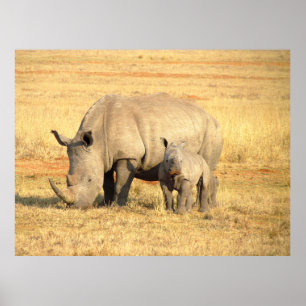 Cute rhinoceros in afrika poster