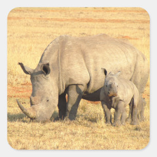 Cute rhinoceros in afrika vierkante sticker