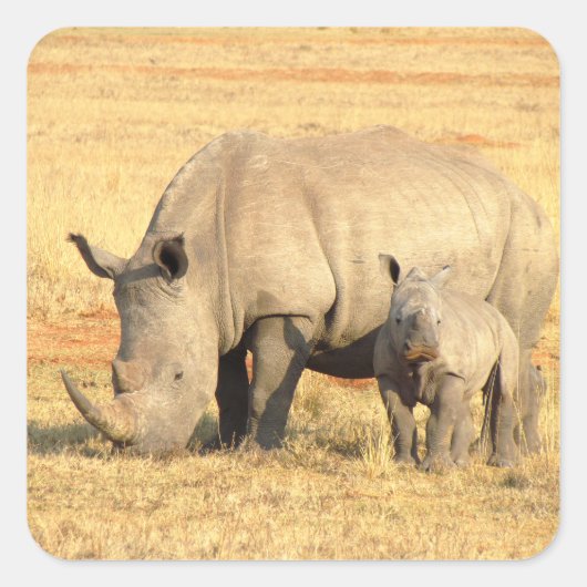 Cute rhinoceros in afrika vierkante sticker (Voorkant)