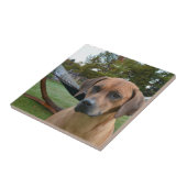 Cute Rhodesian Ridgeback Tegeltje (Zijkant)