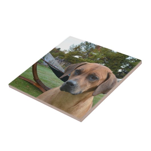 Cute Rhodesian Ridgeback Tegeltje (Zijkant)