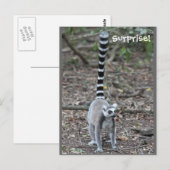 Cute Ring-Tailed Lemur-foto Briefkaart (Voorkant / Achterkant)