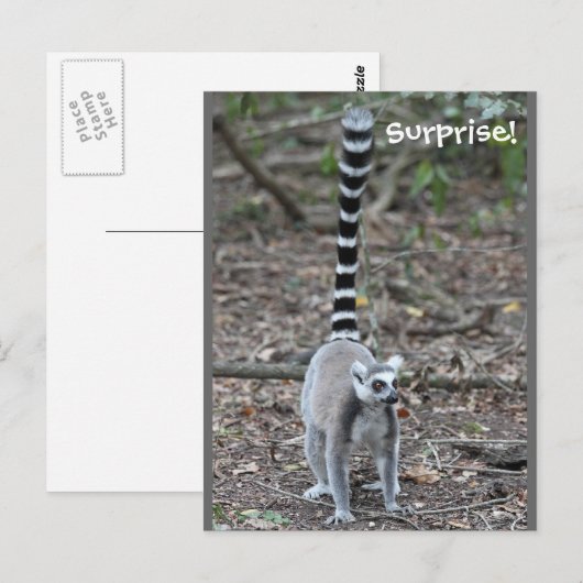 Cute Ring-Tailed Lemur-foto Briefkaart (Voorkant / Achterkant)