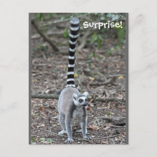 Cute Ring-Tailed Lemur-foto Briefkaart