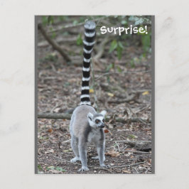 Cute Ring-Tailed Lemur-foto Briefkaart