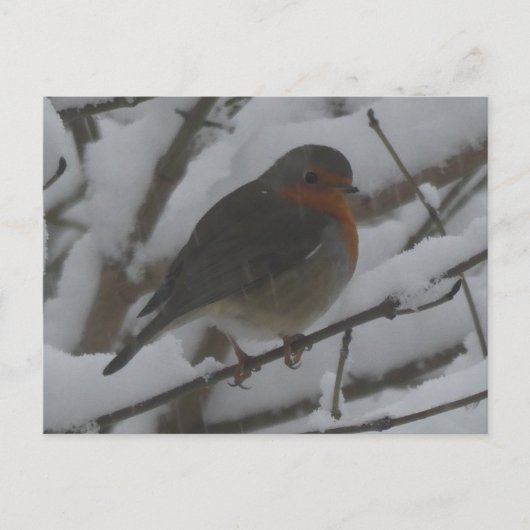 Cute Robin Close Up in Snow DIY Postcard Feestdagenkaart (Voorkant)