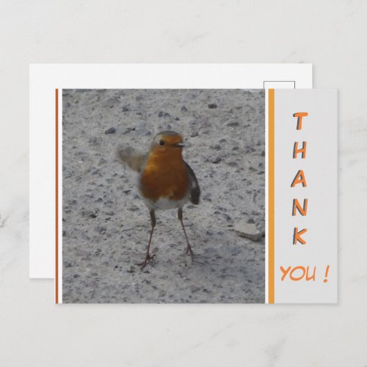 Cute Robin DANK JE Briefkaart (Voorkant / Achterkant)
