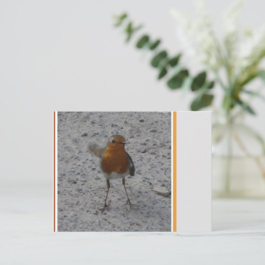 Cute Robin DIY Briefkaart (Staand voorkant)