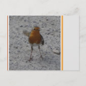 Cute Robin DIY Briefkaart (Voorkant)