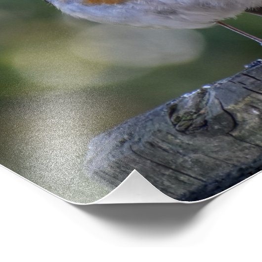 Cute Robin Foto Afdruk (Hoek)