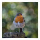 Cute Robin Foto Afdruk (Voorkant)