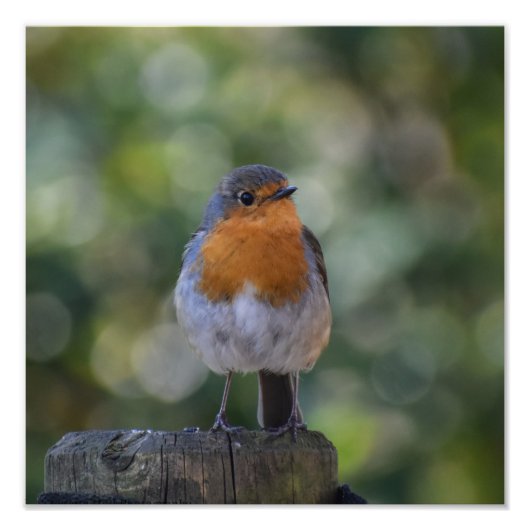 Cute Robin Foto Afdruk (Voorkant)