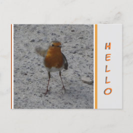 Cute Robin HALLO Briefkaart