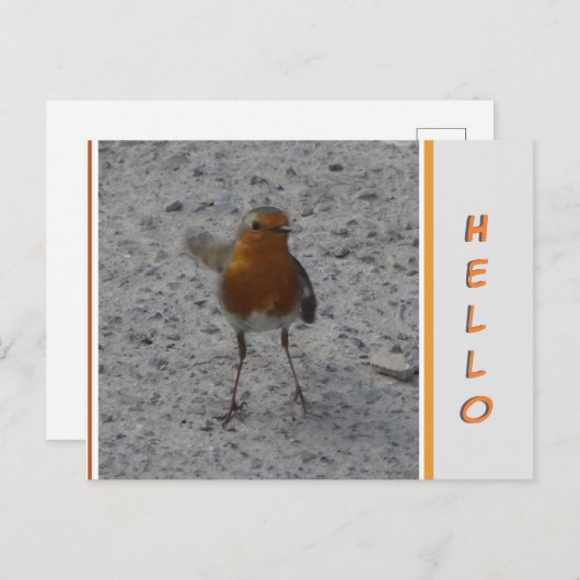 Cute Robin HALLO Briefkaart (Voorkant / Achterkant)