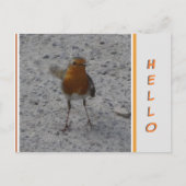 Cute Robin HALLO Briefkaart (Voorkant)