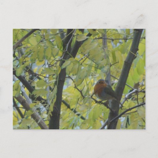 Cute Robin in Tree DIY Briefkaart (Voorkant)