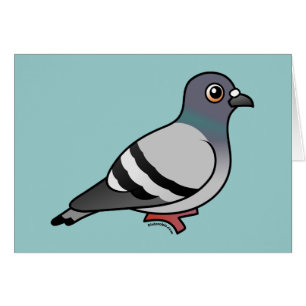 Cute Rock Pigeon
