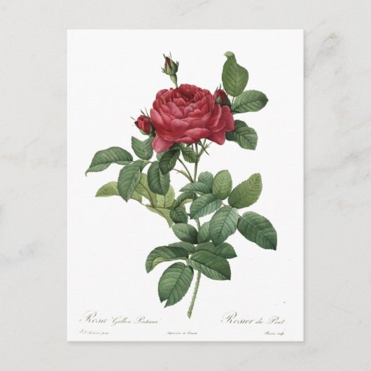 Cute  Roos Botanical Beauful Floral Briefkaart (Voorkant)