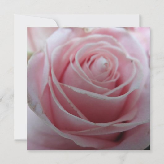 Cute Rose Flower Card (Voorkant)